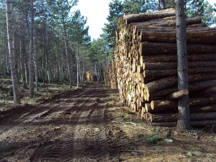 Vente de bois de chauffage Barcelonette