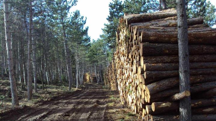 Vendeur de plaquettes de bois Barcelonette