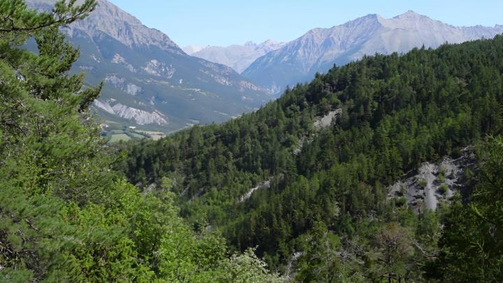 Exploitation forestière Barcelonette